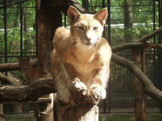 Debrecen Zoo and Amusement Park